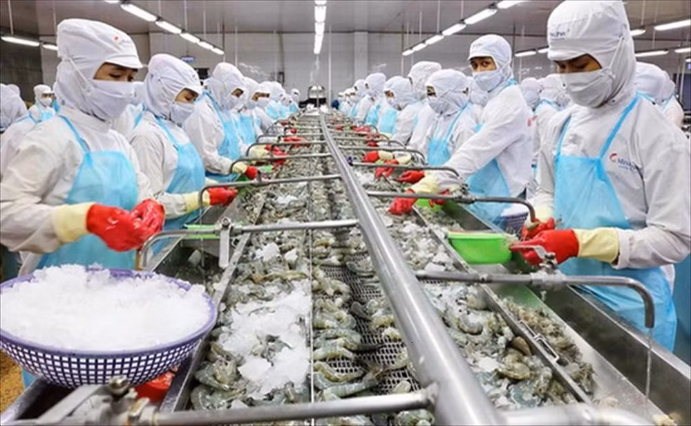 加强水产资源保护修复 促进越南渔业可持续发展 ảnh 1 加强水产资源保护修复 促进越南渔业可持续发展 ảnh 1