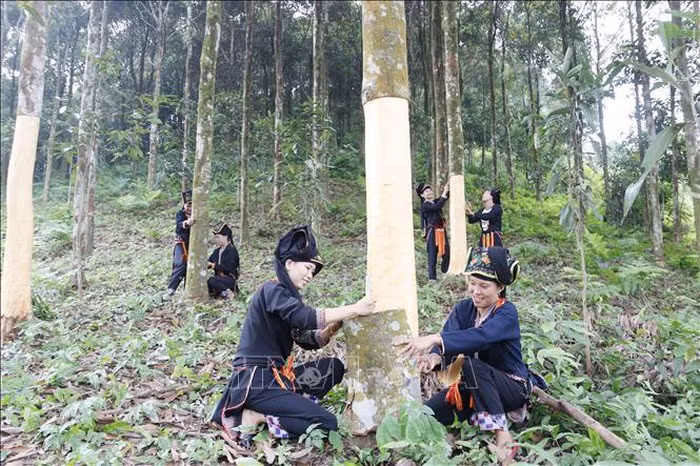第十四届国会第八次会议：为少数民族地区经济社会发展打下坚实的基础 ảnh 2