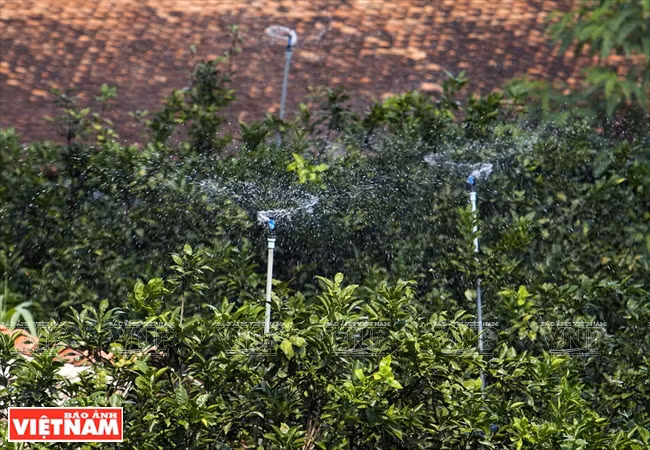 越南南部著名高档品牌——新朝岛蜜柚 ảnh 3 越南南部著名高档品牌——新朝岛蜜柚 ảnh 3