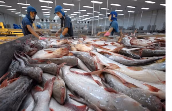 安江省查鱼产量猛增 ảnh 1
