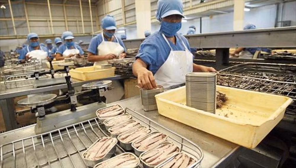 越南金枪鱼罐头对法国的出口额大幅增加 ảnh 1 越南金枪鱼罐头对法国的出口额大幅增加 ảnh 1