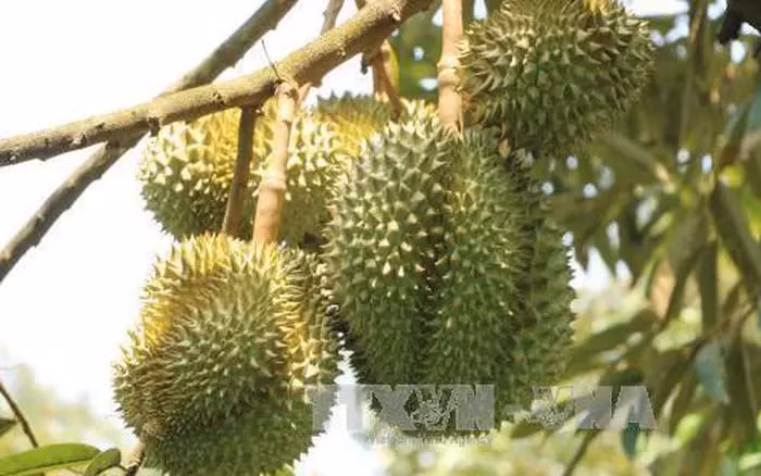 越南得乐省各榴莲种植区获得中国海关总署的好评 ảnh 1