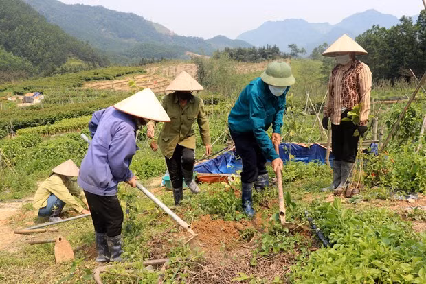 广宁省杜绝将林地和海侵区用于发展工业 ảnh 2 广宁省杜绝将林地和海侵区用于发展工业 ảnh 2