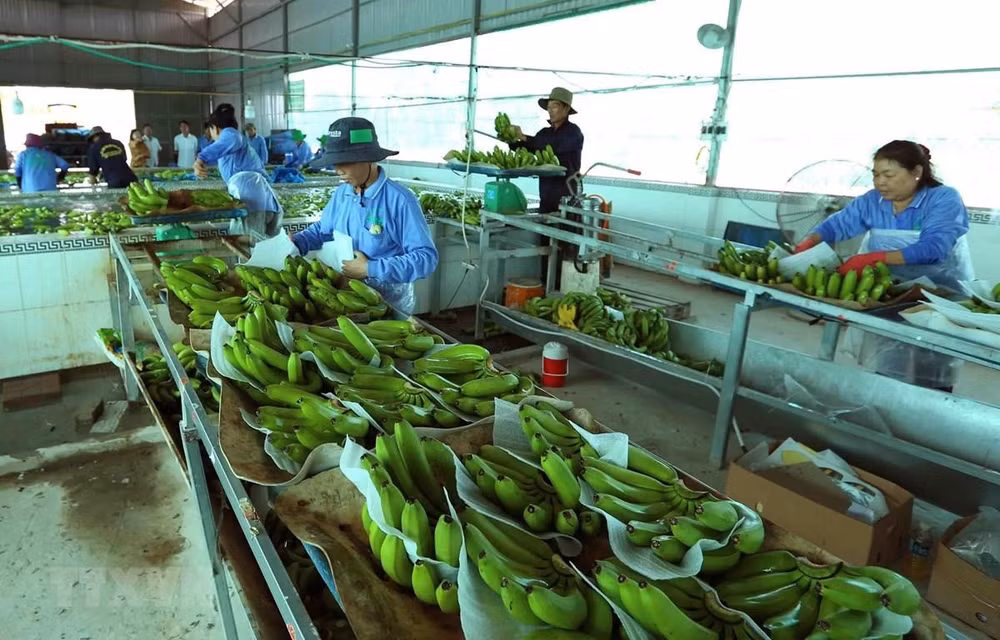 越南与中国正式签署对华出口鲜香蕉议定书 ảnh 1 越南与中国正式签署对华出口鲜香蕉议定书 ảnh 1