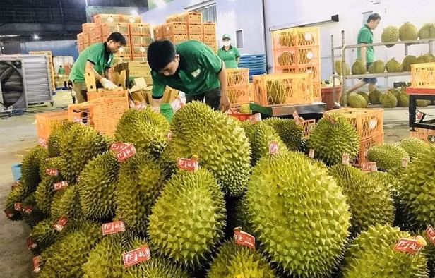 越南果蔬对中国出口一直保持增长势头 ảnh 1 越南果蔬对中国出口一直保持增长势头 ảnh 1