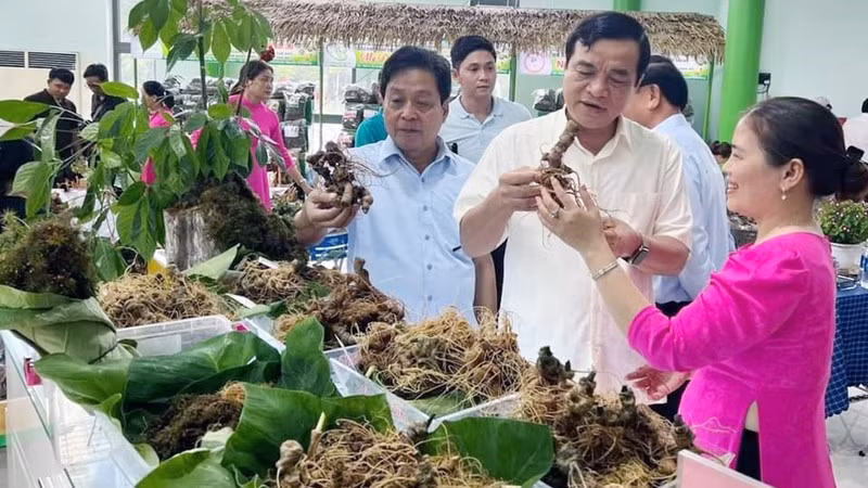 打造越南参的国际品牌 ảnh 1 打造越南参的国际品牌 ảnh 1
