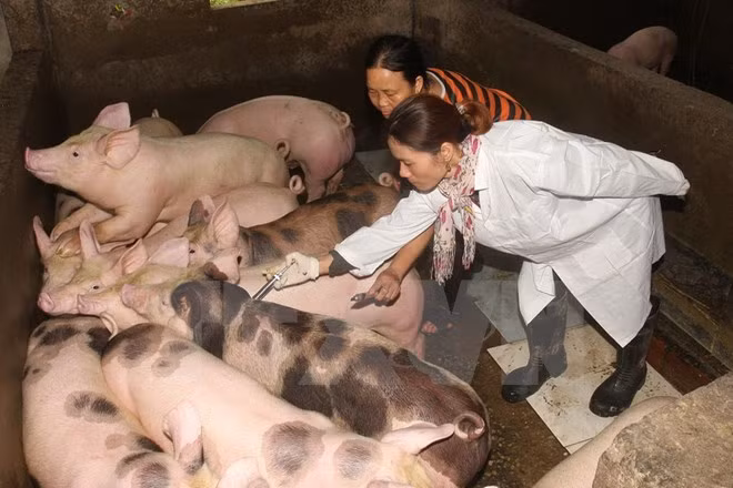 越南大力推进口蹄疫疫苗研发工作 ảnh 1 越南大力推进口蹄疫疫苗研发工作 ảnh 1