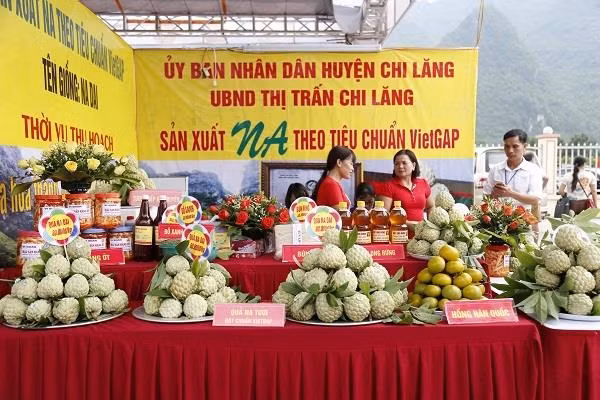 谅山省第三届芝陵番荔枝节即将举行 ảnh 1
