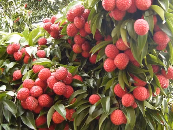2019年荔枝季节北江省荔枝总产量达近15万吨 ảnh 1