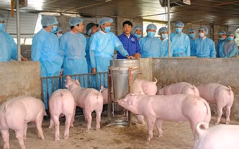 越南非洲猪瘟疫情形势依然复杂严峻 ảnh 1 越南非洲猪瘟疫情形势依然复杂严峻 ảnh 1