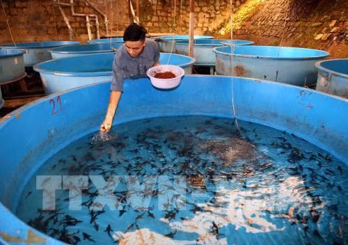 林同省注重发展冷水鱼产业 力争实现2022年冷水鱼产量达2万吨 ảnh 2 林同省注重发展冷水鱼产业 力争实现2022年冷水鱼产量达2万吨 ảnh 2