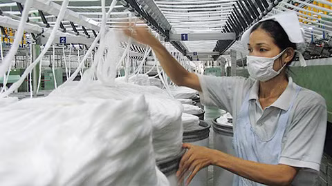 越南是美国棉花产业的重要市场 ảnh 1