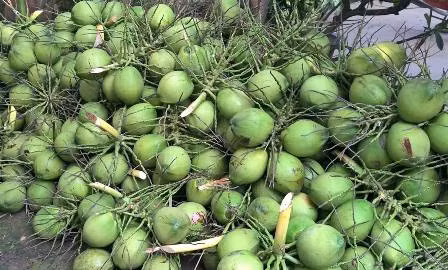 槟椥椰蓝椰子产品获得地理标志登记证书 ảnh 1 槟椥椰蓝椰子产品获得地理标志登记证书 ảnh 1