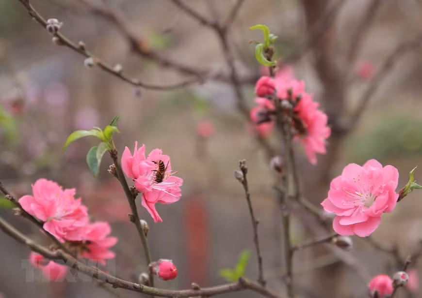 家喻户晓的河内日新村桃花 ảnh 1