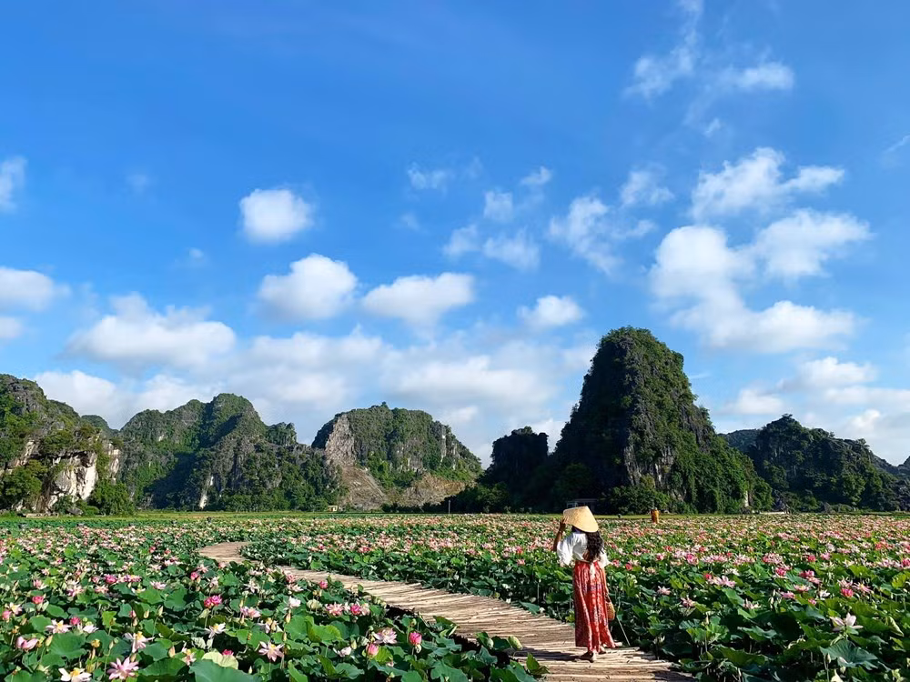组图：宁平省在秋季盛开的荷花池令人惊叹 ảnh 9