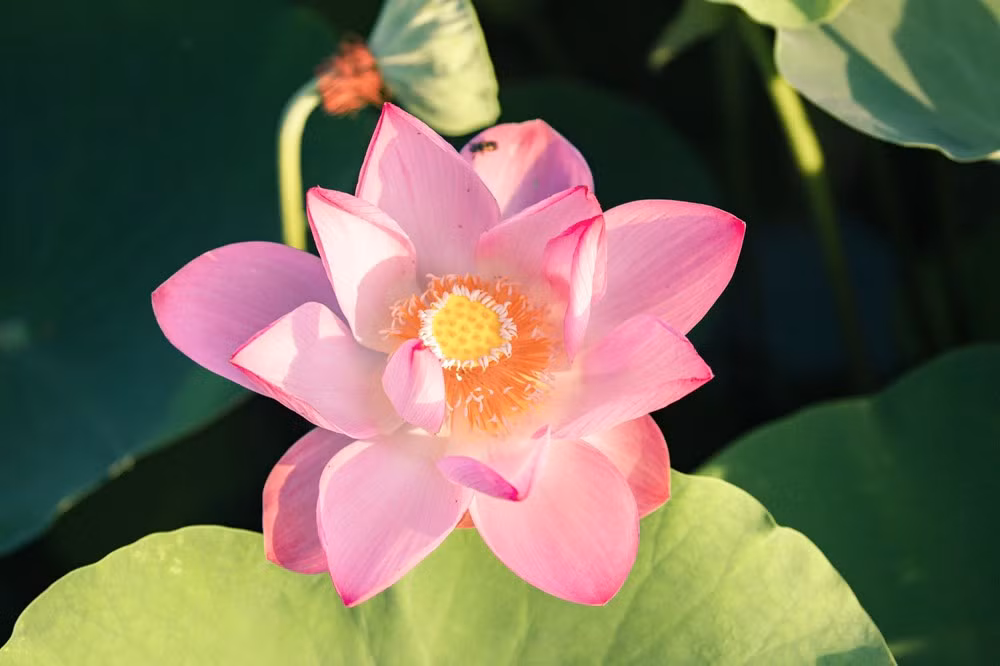 组图：宁平省在秋季盛开的荷花池令人惊叹 ảnh 4