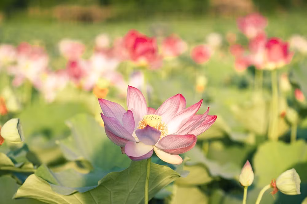 组图：宁平省在秋季盛开的荷花池令人惊叹 ảnh 2