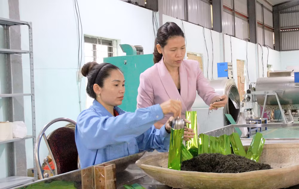 北江省力争提高安世茶树的价值 ảnh 2