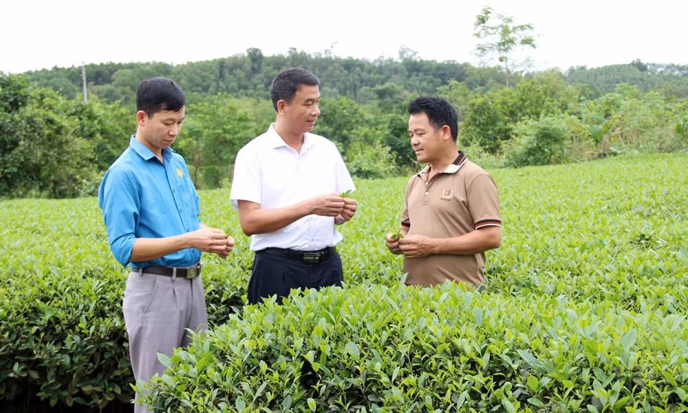 北江省力争提高安世茶树的价值 ảnh 1