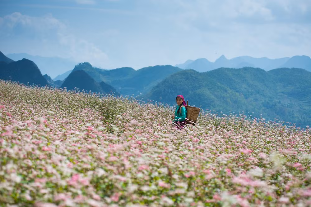 精彩的荞麦花节 ảnh 1