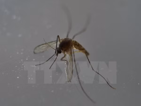 菲律宾和新加坡发现新增寨卡感染病例 ảnh 1 菲律宾和新加坡发现新增寨卡感染病例 ảnh 1