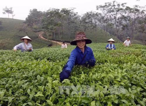 富寿省努力为茶叶产品申请品牌认证 ảnh 1