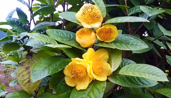 2018年广宁省金花茶节开幕 ảnh 2 2018年广宁省金花茶节开幕 ảnh 2