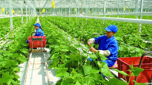 吸引企业投入农业农村 ảnh 1