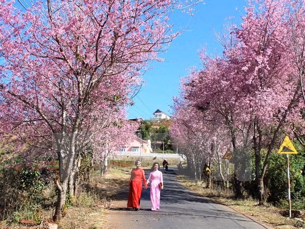 2018年大叻泉林樱花节将于1月底举行 ảnh 1 2018年大叻泉林樱花节将于1月底举行 ảnh 1
