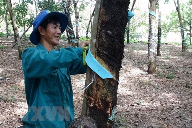 中国仍是越南橡胶最大出口市场 ảnh 1 中国仍是越南橡胶最大出口市场 ảnh 1