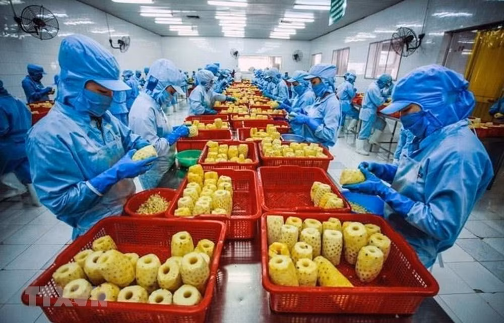 越南蔬果出口形势积极回升 ảnh 2 越南蔬果出口形势积极回升 ảnh 2