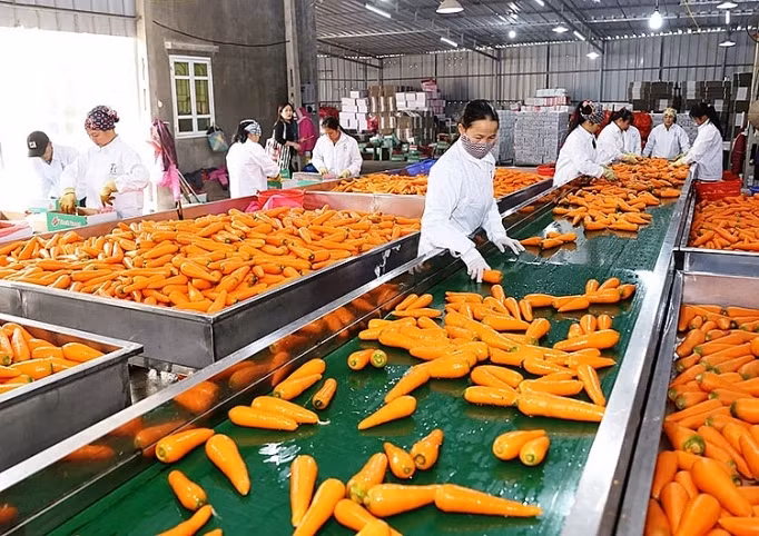 越南蔬果制品出口额跻身10亿美元名单 ảnh 1 越南蔬果制品出口额跻身10亿美元名单 ảnh 1