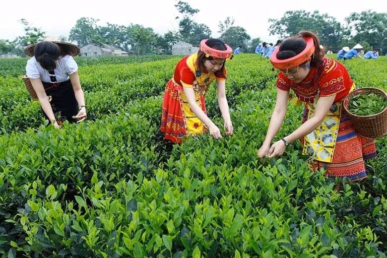 美国增加对越南的茶叶进口力度 ảnh 1