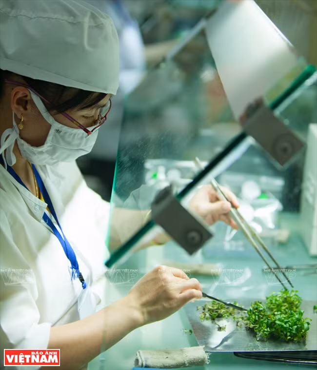 越南一流花苗银行(组图) ảnh 4 越南一流花苗银行(组图) ảnh 4