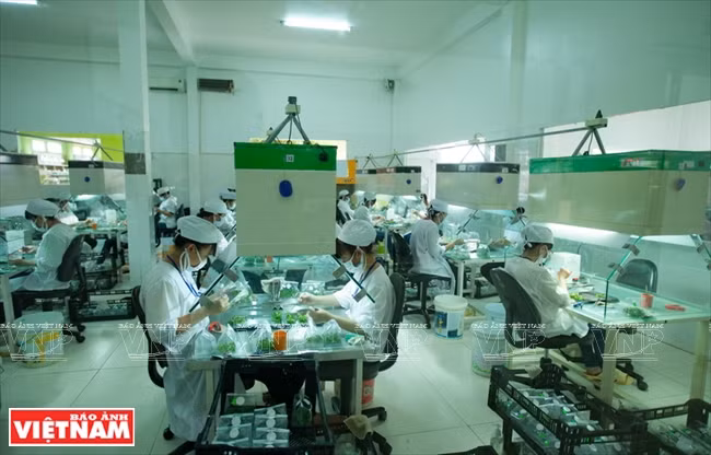 越南一流花苗银行(组图) ảnh 3 越南一流花苗银行(组图) ảnh 3