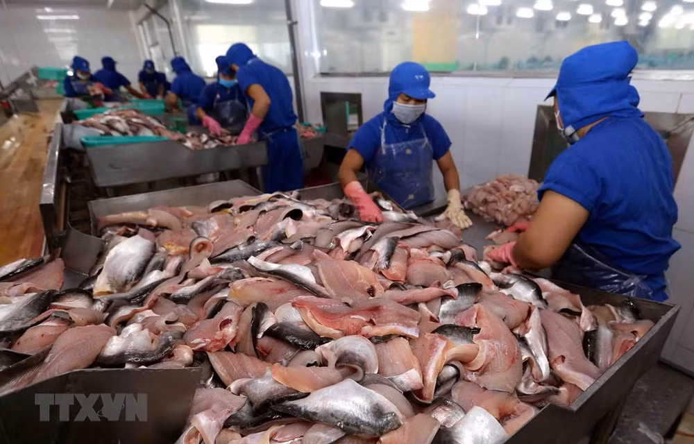 越南查鱼出口额下降39% ảnh 1 越南查鱼出口额下降39% ảnh 1