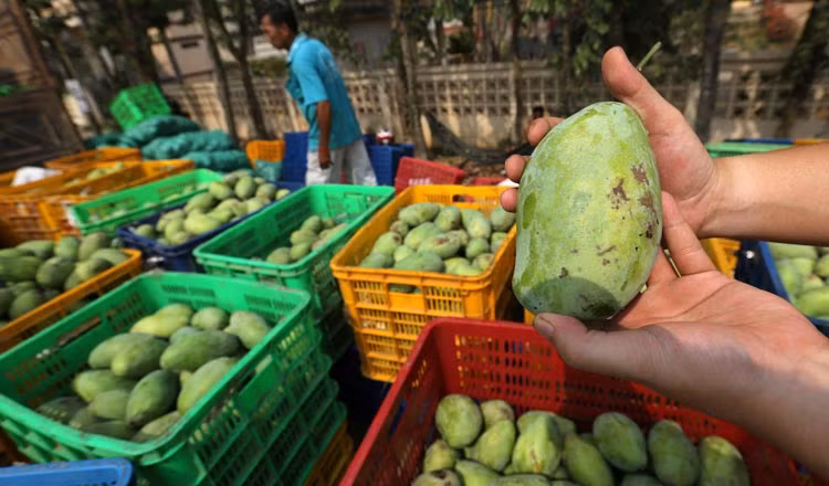 每年柬埔寨可向中国出口50万吨芒果 ảnh 1 每年柬埔寨可向中国出口50万吨芒果 ảnh 1