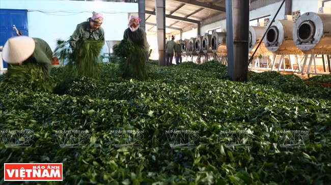 山罗省的三大优势 ảnh 3