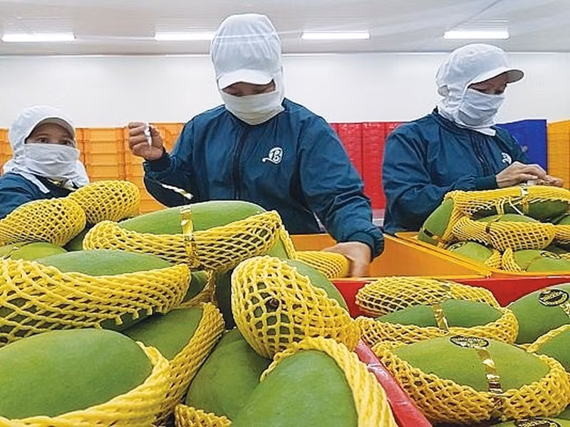 越南是美国第十三大芒果供应市场 ảnh 1 越南是美国第十三大芒果供应市场 ảnh 1