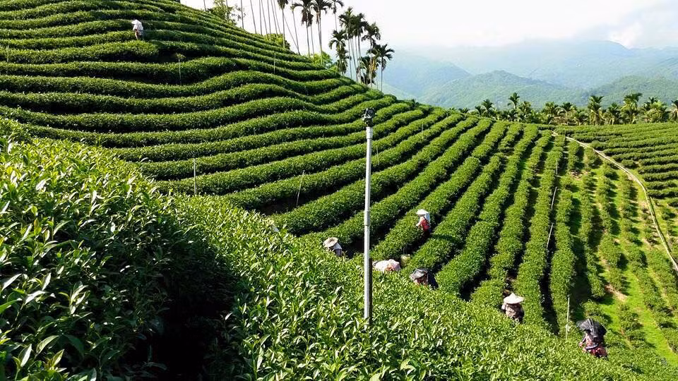 印度尼西亚企业向越南出口首批乌龙茶 ảnh 1 印度尼西亚企业向越南出口首批乌龙茶 ảnh 1