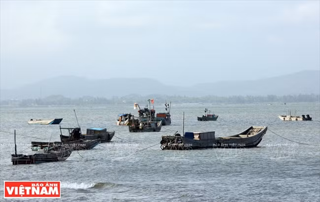 越南祖国最北的海滩——茶古海滩 ảnh 7 越南祖国最北的海滩——茶古海滩 ảnh 7