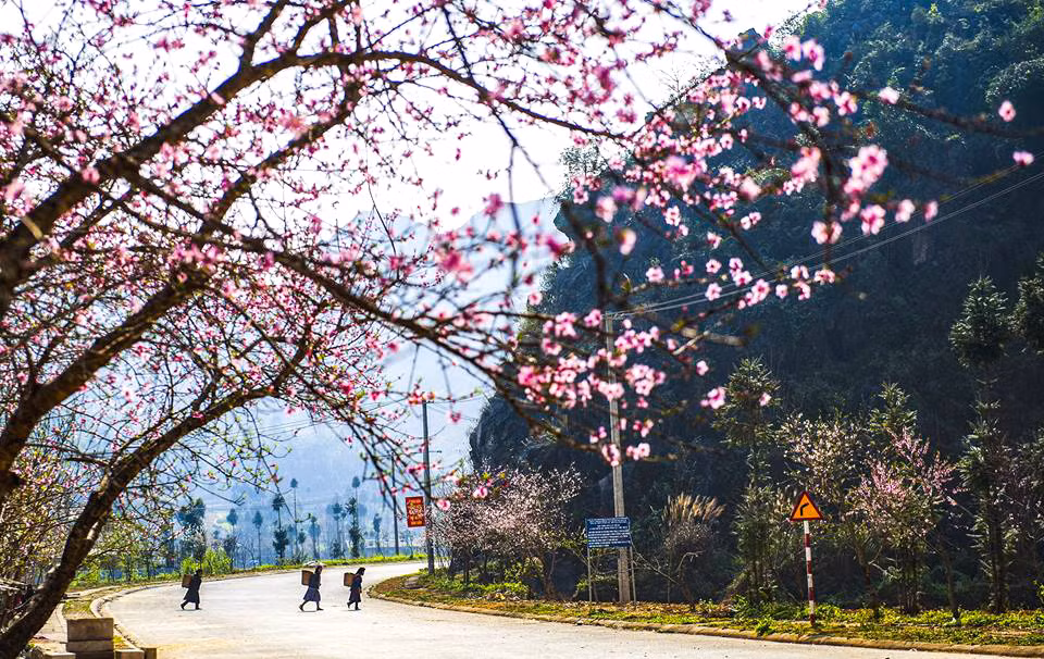 2019年河江省桃花节展现出岩石高原色彩 ảnh 1 2019年河江省桃花节展现出岩石高原色彩 ảnh 1