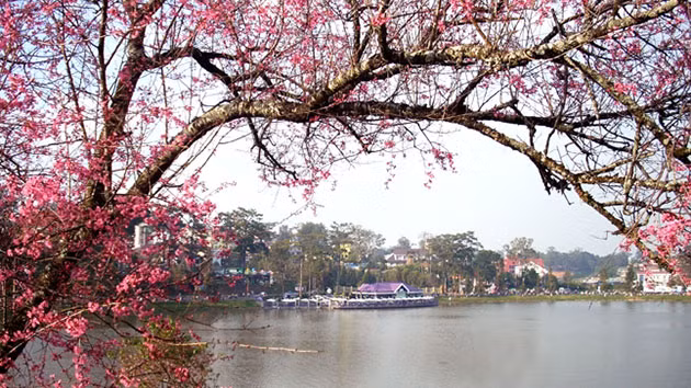 喜马拉雅樱花竞相绽放 染红大叻市大街小巷 ảnh 3 喜马拉雅樱花竞相绽放 染红大叻市大街小巷 ảnh 3