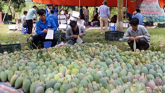 山罗省农产品逐步走出国门 远销世界各地 ảnh 1