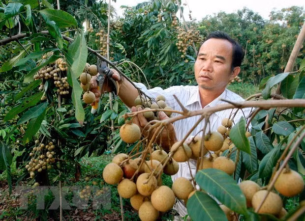 九龙江三角洲地区水果出口商春节后赶订单忙出口 ảnh 1 九龙江三角洲地区水果出口商春节后赶订单忙出口 ảnh 1