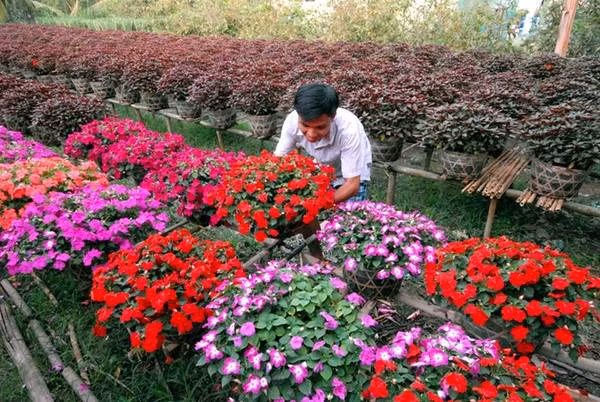 号称花卉王国的槟知省花卉种植区百花绽放迎新春 ảnh 1 号称花卉王国的槟知省花卉种植区百花绽放迎新春 ảnh 1