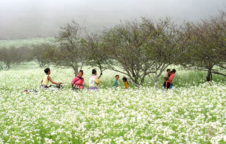 四季花开的木州高原 ảnh 3