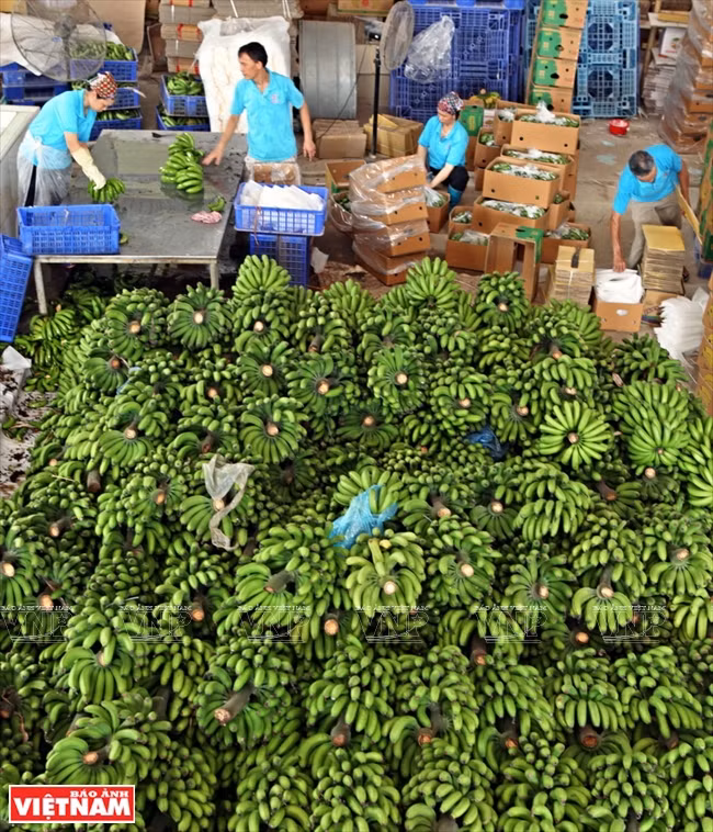 越南兴安省香蕉远销海外 ảnh 4