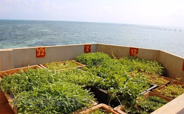 波涛汹涌的长沙换发新活力 ảnh 2 波涛汹涌的长沙换发新活力 ảnh 2