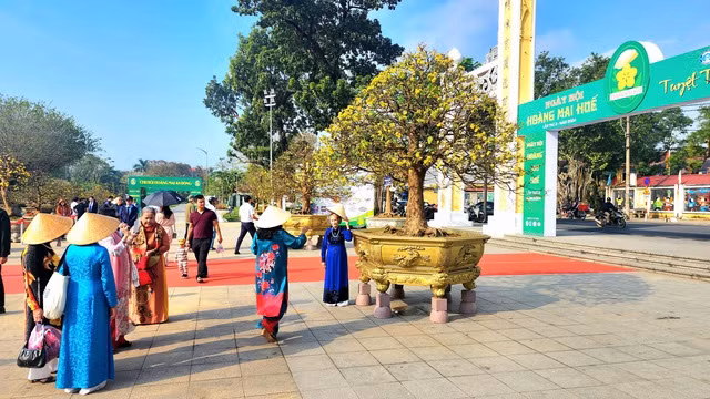把顺化打造成为 “越南黄梅花之城” ảnh 1